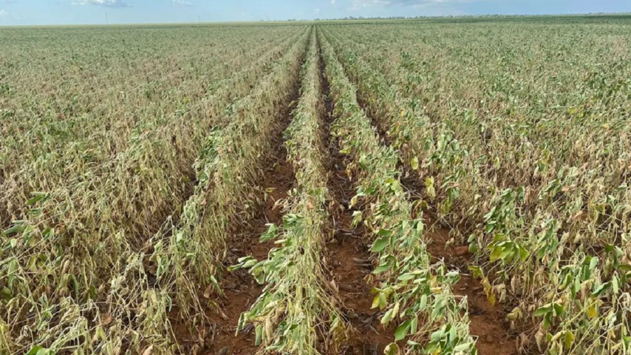 Campo Novo do Parecis colhe 4 sacas de soja em algumas áreas e sindicato pede intervenção do governo federal